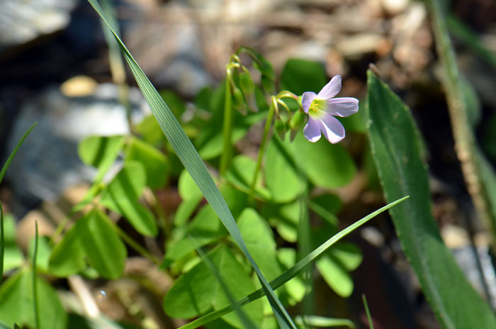 Oxalis alpina, Alpine Woodsorrel Oxalis alpina, Alpine Woodsorrel